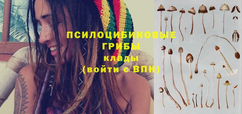 где продают   Новоалександровск  Галлюциногенные грибы Psilocybe 